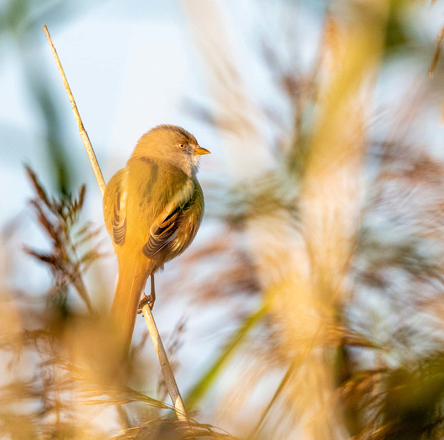 Female bearded tit