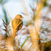 Female bearded tit