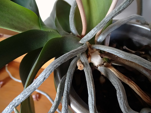 Aerial roots