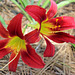 Day Lilies ~~~~~ FOR ANDY !!  :))))