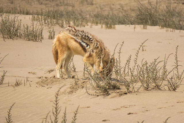 Namibia-0332