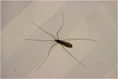 IMG 1943 Crane Fly