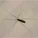 IMG 1943 Crane Fly