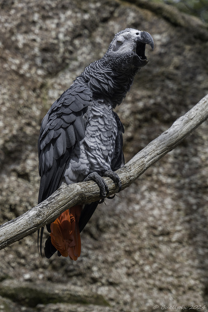 Graupapagei im Zoo Zürich (© Buelipix)