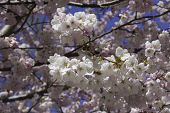 Kirschblüte auf Toronto Islands (© Buelipix)