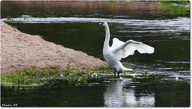 SAINTE GEMMES sur LOIRE