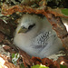 Baby Red-billed Tropicbird, Little Tobago