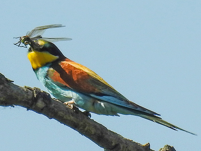 20170519 1633CPw [A+H] Bienenfresser (Merops apiaster), Neusiedler See