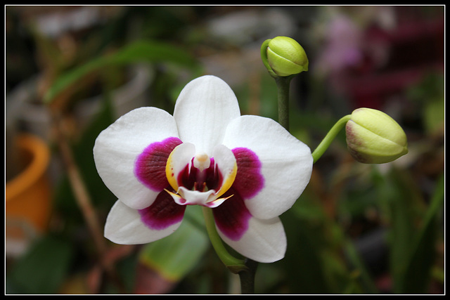 Phalaenopsis hybride (2)