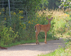 HFF avec Bambi.