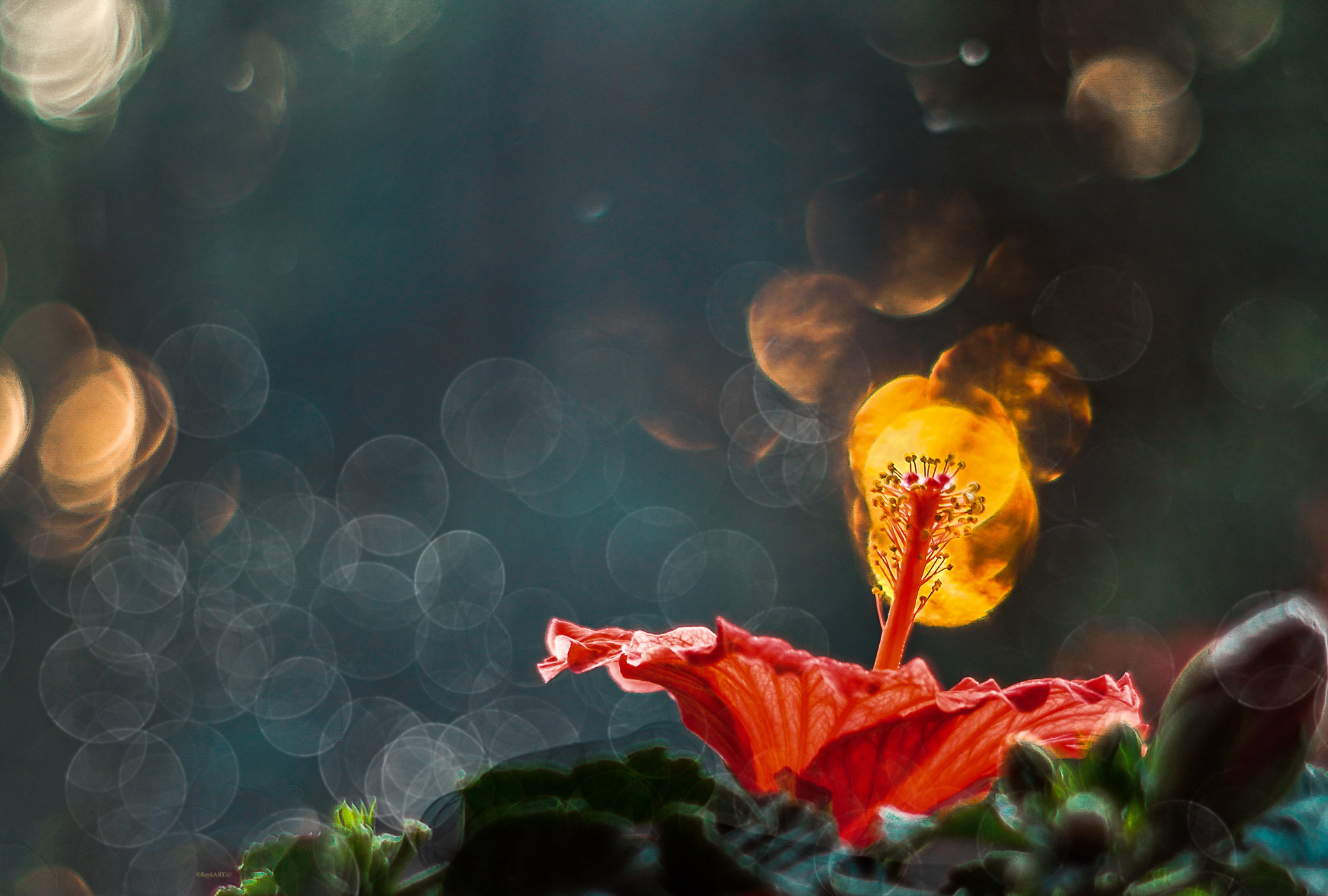 Hibiskus in Flammen