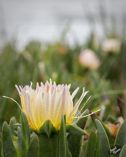 iceplant-blossom