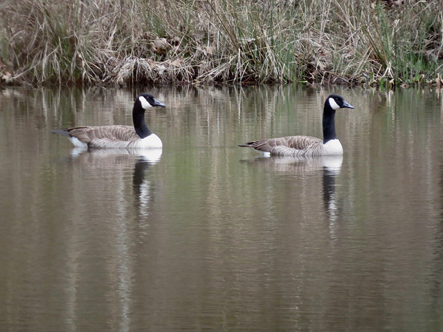 Canada geese