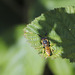 Philanthus triangulum