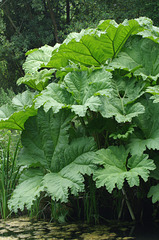 Gunnera