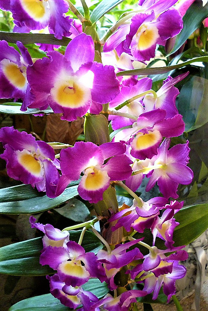 Huge orchid plant from my son