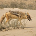 Namibia-0334