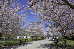 Kirschblüte auf Toronto Islands ... P.i.P. (© Buelipix)
