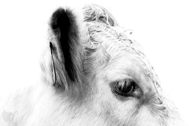 Little White Bull 2