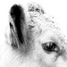 Little White Bull 2