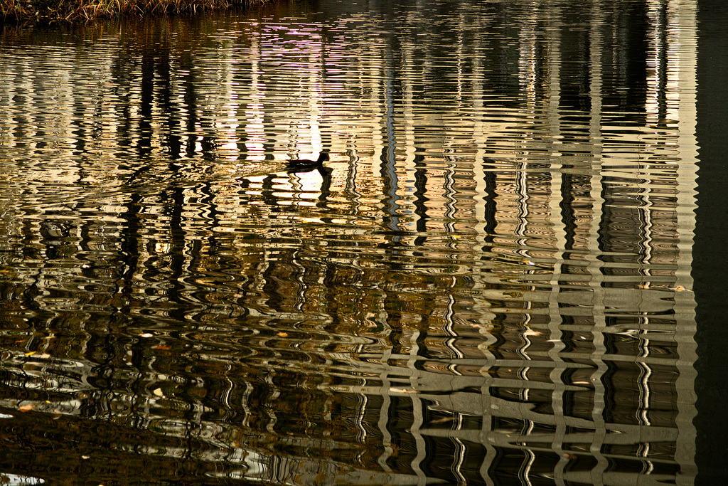 Spiegelmauer mit Ente