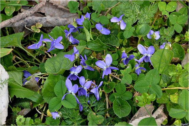 Nid de Violettes !