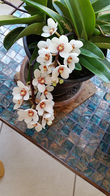 australian native orchid