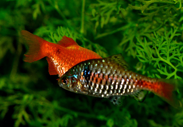 Fuzzy Fish at The Garden Centre