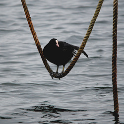 Blässhuhn auf dem Seil Blässhuhn auf dem Seil