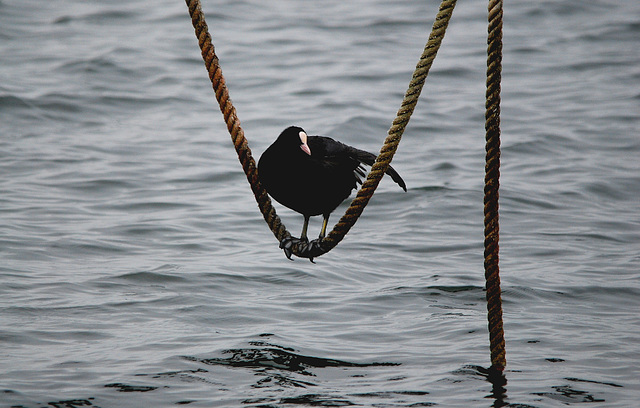 Blässhuhn auf dem Seil