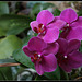 Phalaenopsis hybride (3)