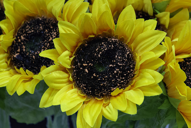 Helianthus Tuberosus