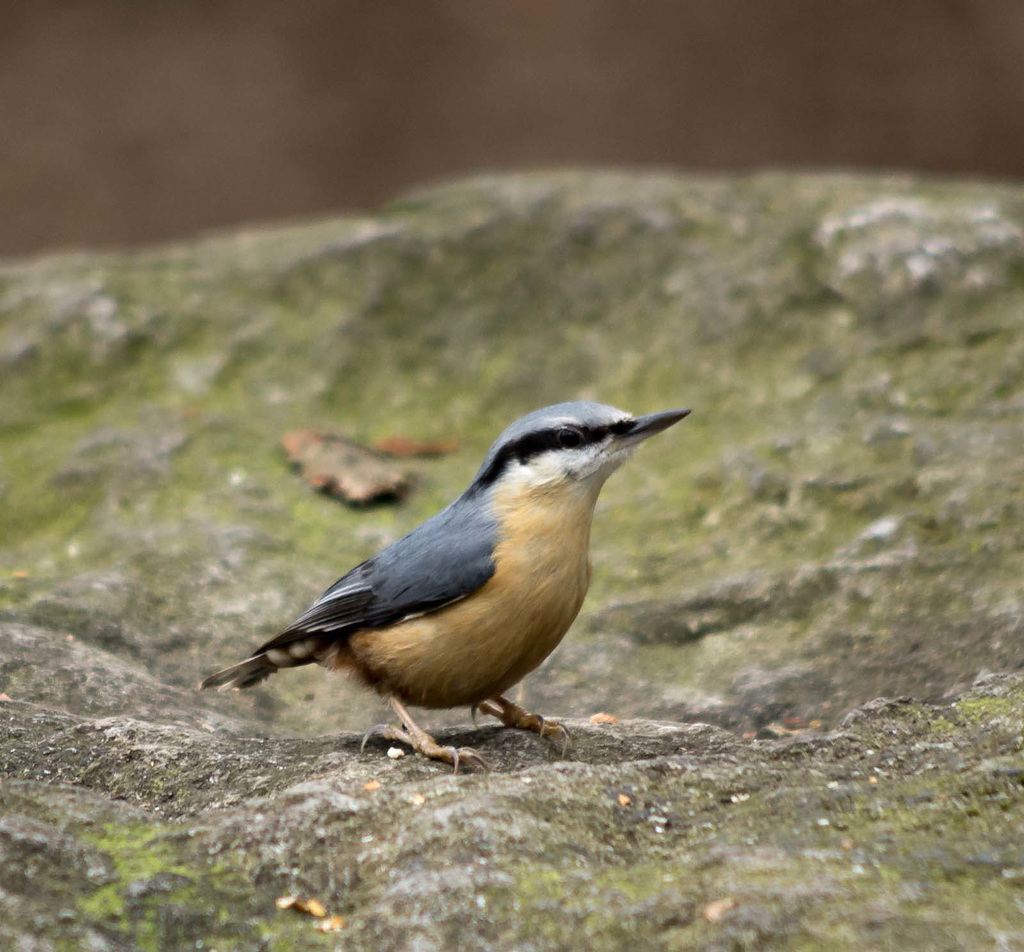 Nuthatch (35)