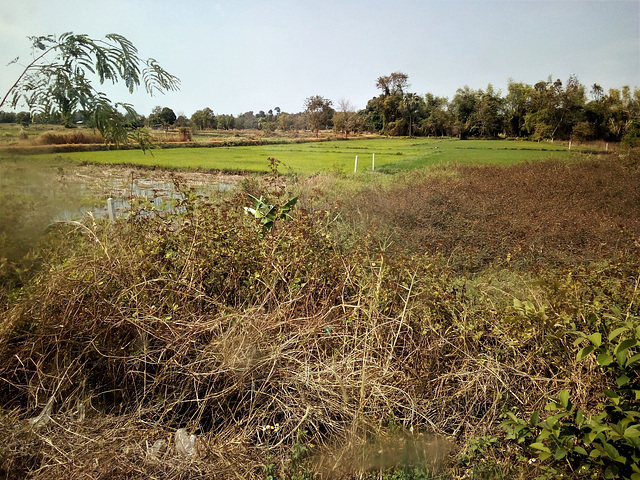 Campagne verdoyante / Thaï countryside