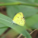 Little yellow butterfly (that's really its name)