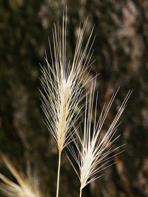 Vertrocknetes Gras (2xPiP) Vertrocknetes Gras (2xPiP)
