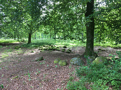 bemooste Findlinge in Wehlen (Wehlener Heide)