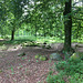 bemooste Findlinge in Wehlen (Wehlener Heide)