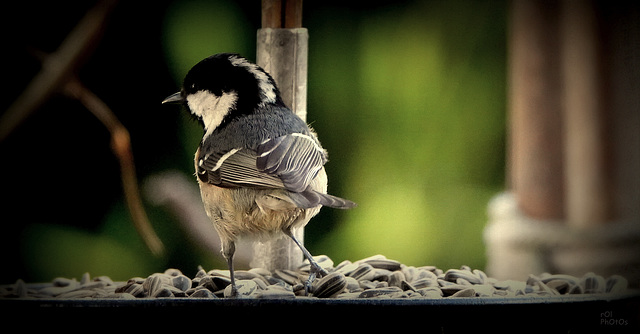 Mésange noire, - Coal Tit, (Periparus ater)