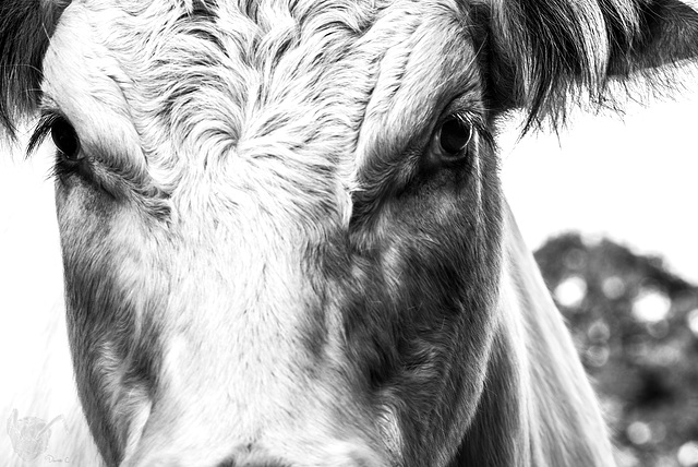 Little White Bull 3