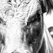 Little White Bull 3