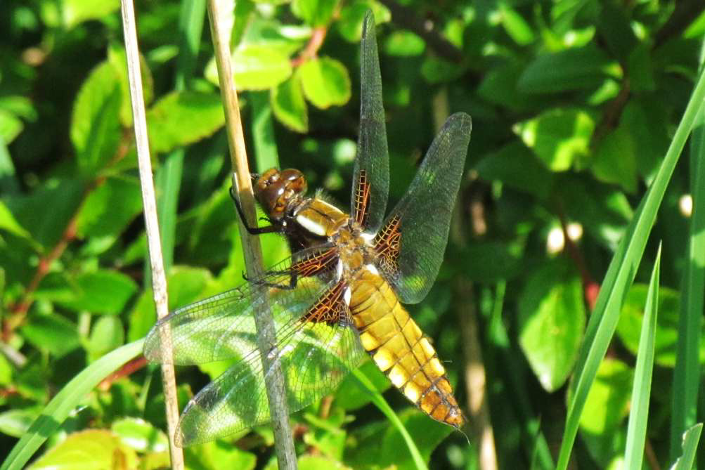 Broad-bodied Chaser f 01 (Libellula depressa)