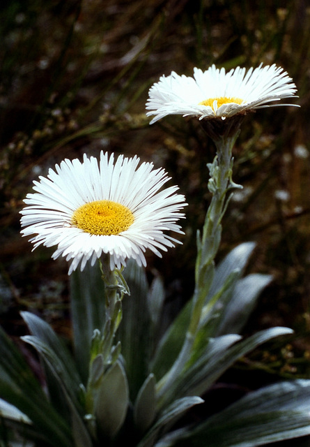 White Daisy