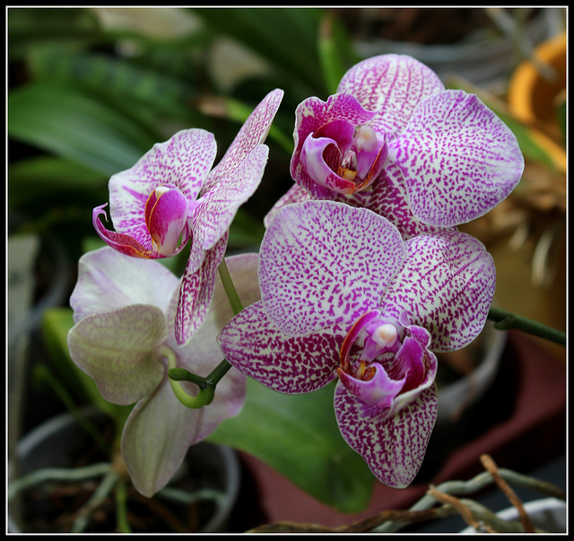 phalaenopsis hybride pélorique