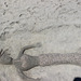 Sand Art....Tybee Island,  Savannah, Georgia,  ~~  USA