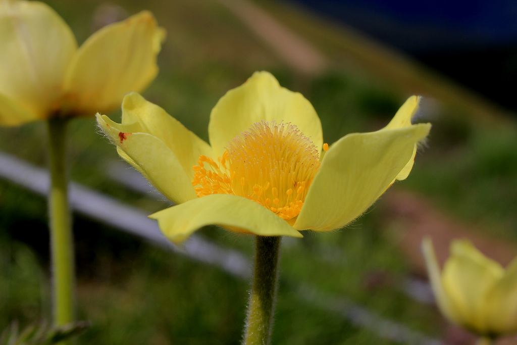 Schwefelanemone - oder Schwefelküchenschelle genannt