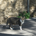 Tuscan Cat at San Gimignano