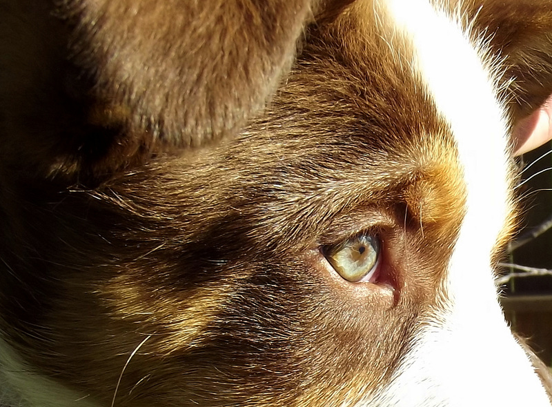 Eye of Reba