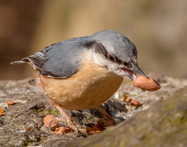 Nuthatch (36)