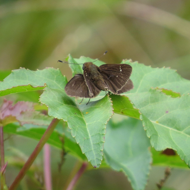 Northern cloudywing butterfly